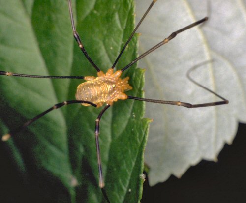 Opilio canestrinii