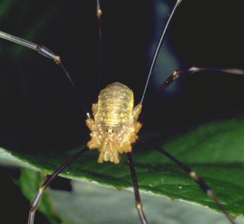 Opilio canestrinii