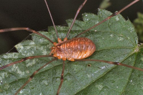 Opilio saxatilis