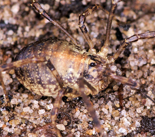Paroligolophus agrestis