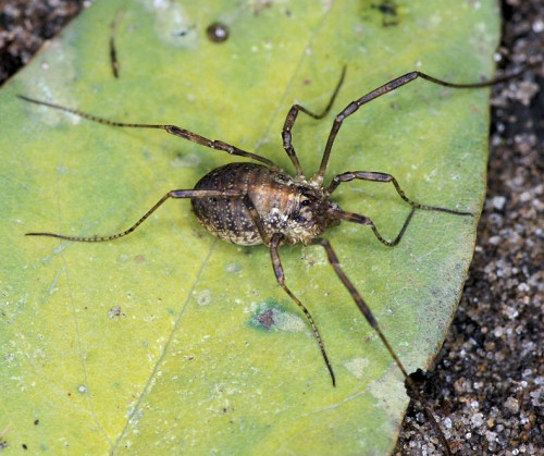 Paroligolophus agrestis