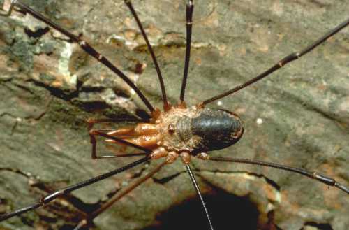 Phalangium opilio