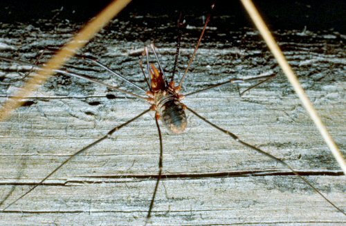 Phalangium opilio