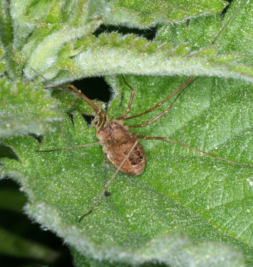 Rilaena triangularis