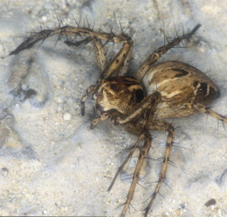 Oxyopes heterophthalmus