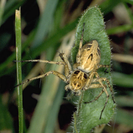 Oxyopes heterophthalmus