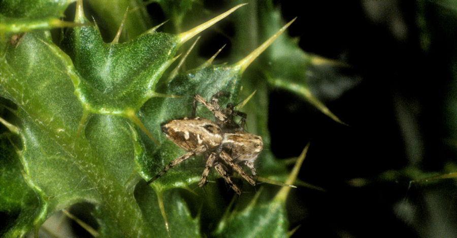 Oxyopes heterophthalmus