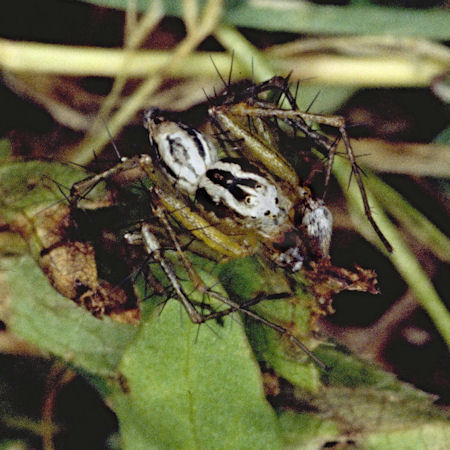 Oxyopes heterophthalmus