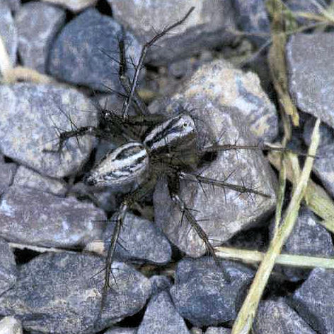 Oxyopes heterophthalmus