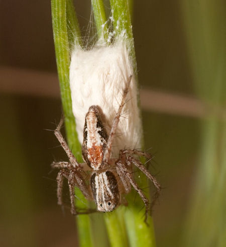 Oxyopes kraepelinorum