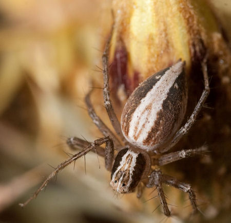 Oxyopes kraepelinorum