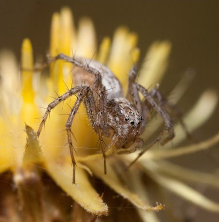 Oxyopes kraepelinorum