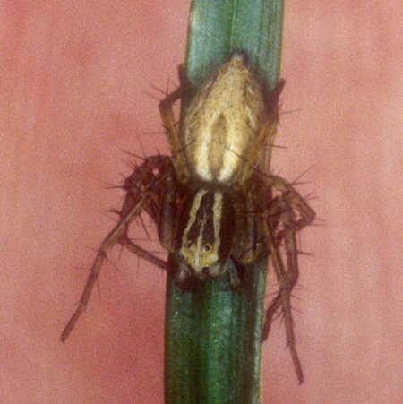 Oxyopes lineatus