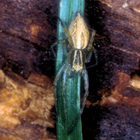 Oxyopes lineatus
