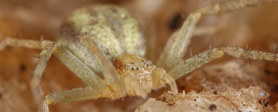 Philodromus albidus