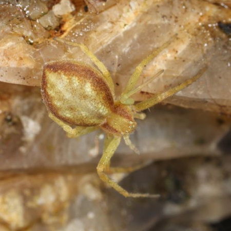 Philodromus albidus