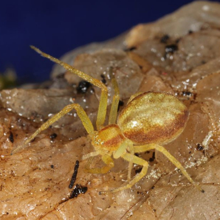 Philodromus albidus