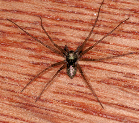 Philodromus aureolus