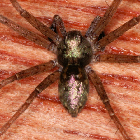 Philodromus aureolus