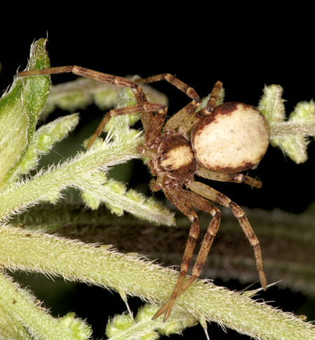 Philodromus aureolus 