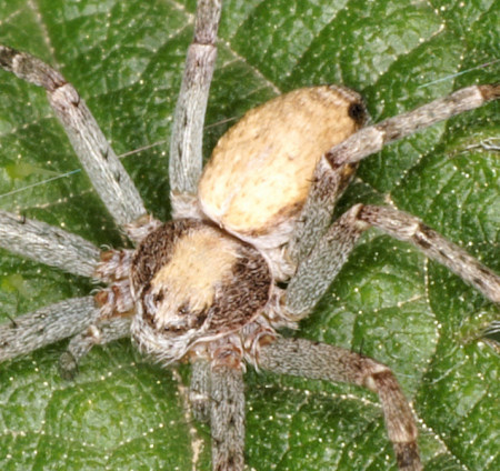 Philodromus aureolus