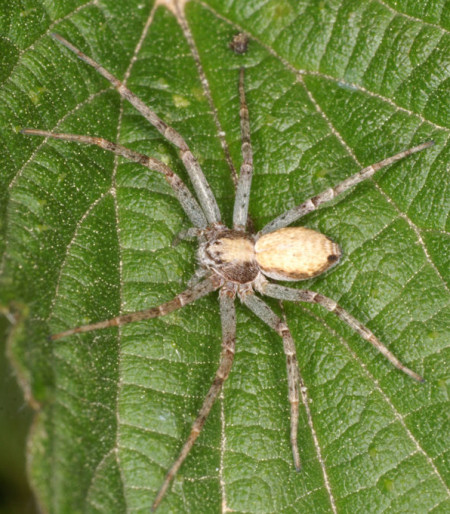 Philodromus aureolus