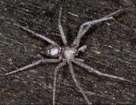 Philodromus aureolus 