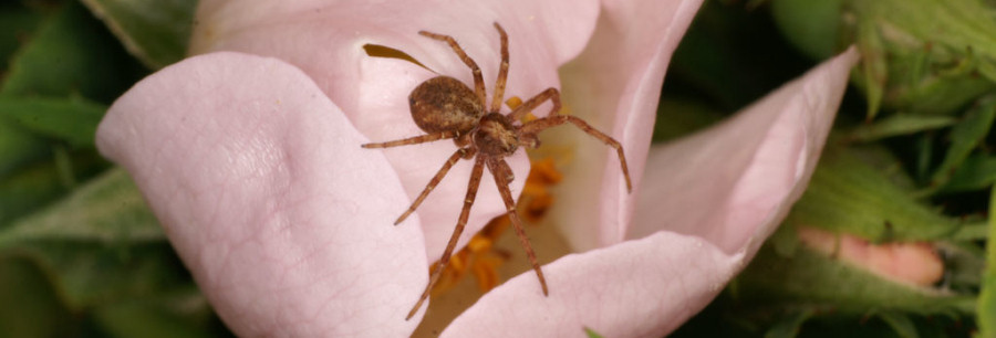 Philodromus cespitum
