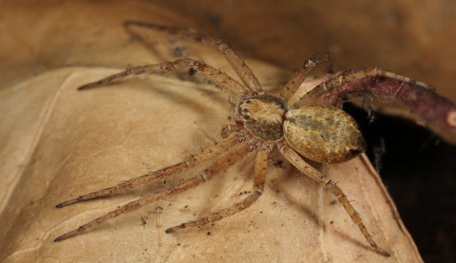 Philodromus cespitum