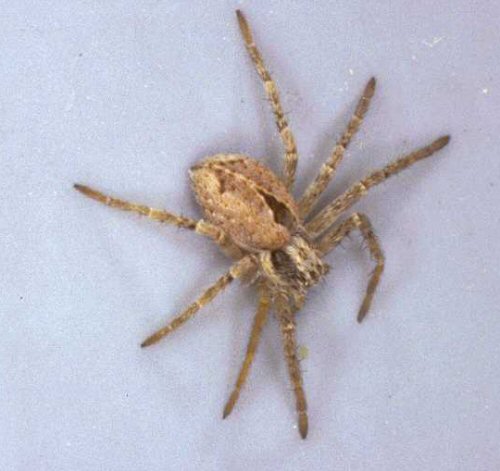 Thanatus alpinus