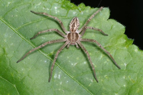 Thanatus arenarius