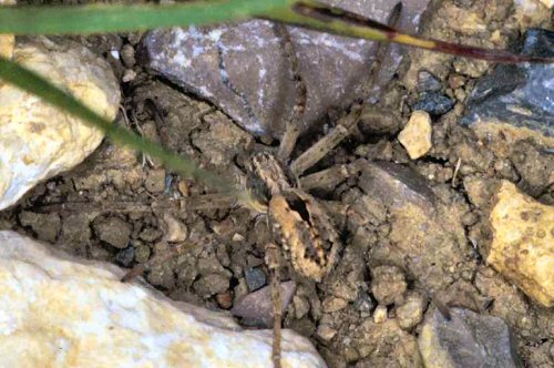 Thanatus sp.