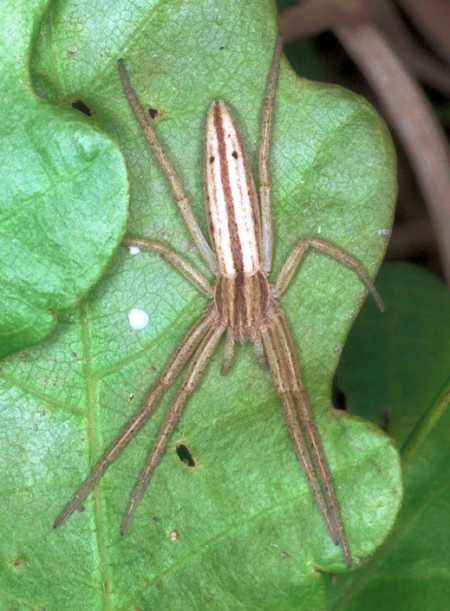 Tibelus oblongus