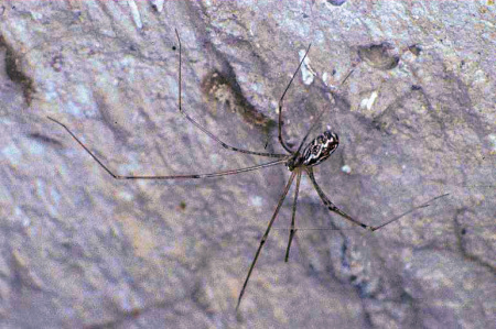 Holocnemus pluchei