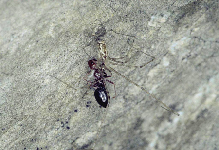 Holocnemus pluchei