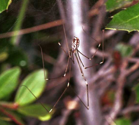 Holocnemus pluchei