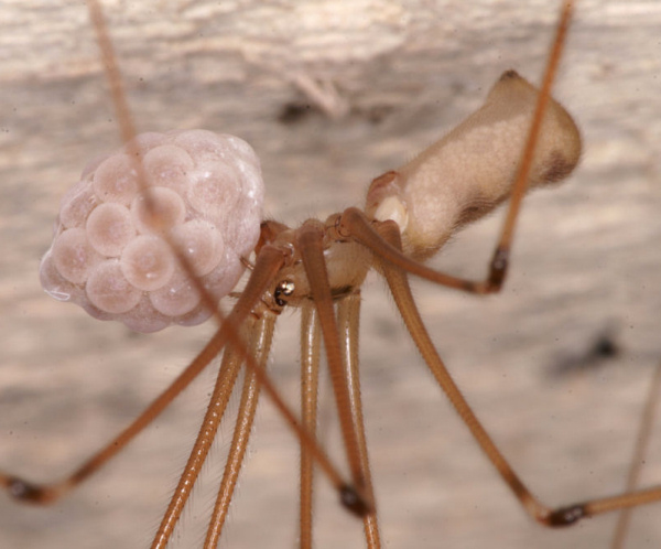 Pholcus phalangioides