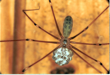 Pholcus phalangioides