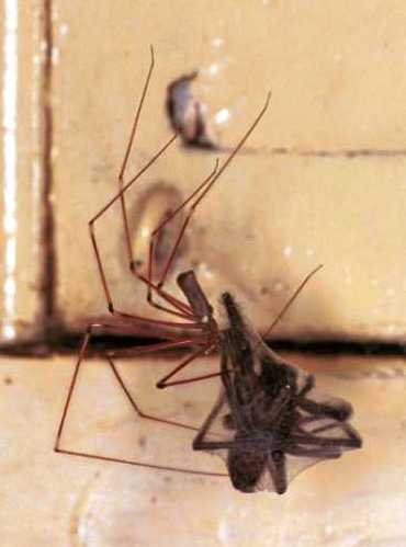 Pholcus phalangioides