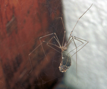 Pholcus phalangioides