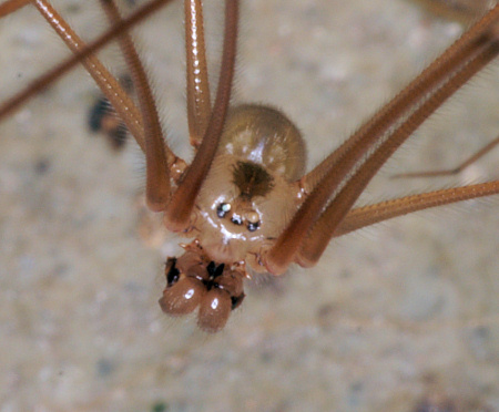 Pholcus phalangioides