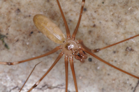 Pholcus phalangioides