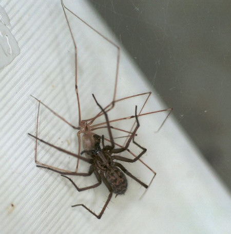 Pholcus phalangioides
