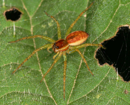 Dolomedes fimbriatus