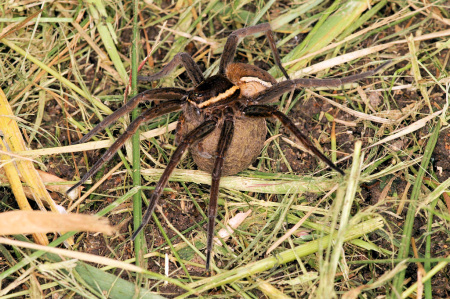 Dolomedes plantarius