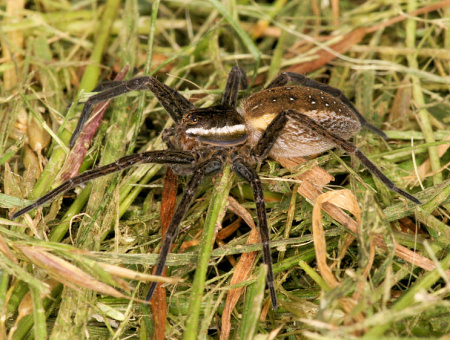 Dolomedes fimbriatus