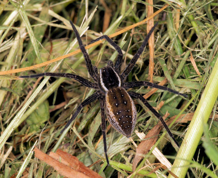 Dolomedes fimbriatus