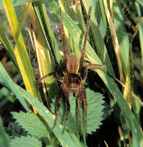 Dolomedes plantarius