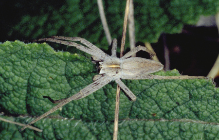 Pisaura mirabilis