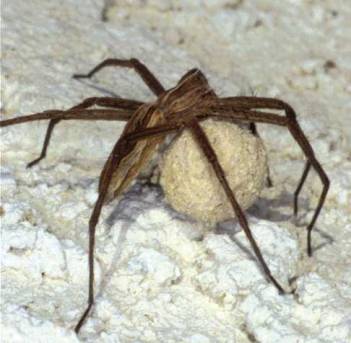 <i>Pisaura mirabilis</i>